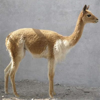  Vicuna 纖維：探索奢華的羊駝毛世界！